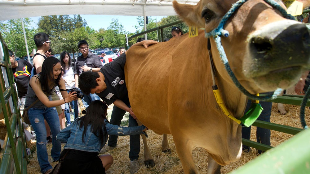 An animal science student helps a student milk a cow at 澳门六合彩开奖结果走势图 picnic day