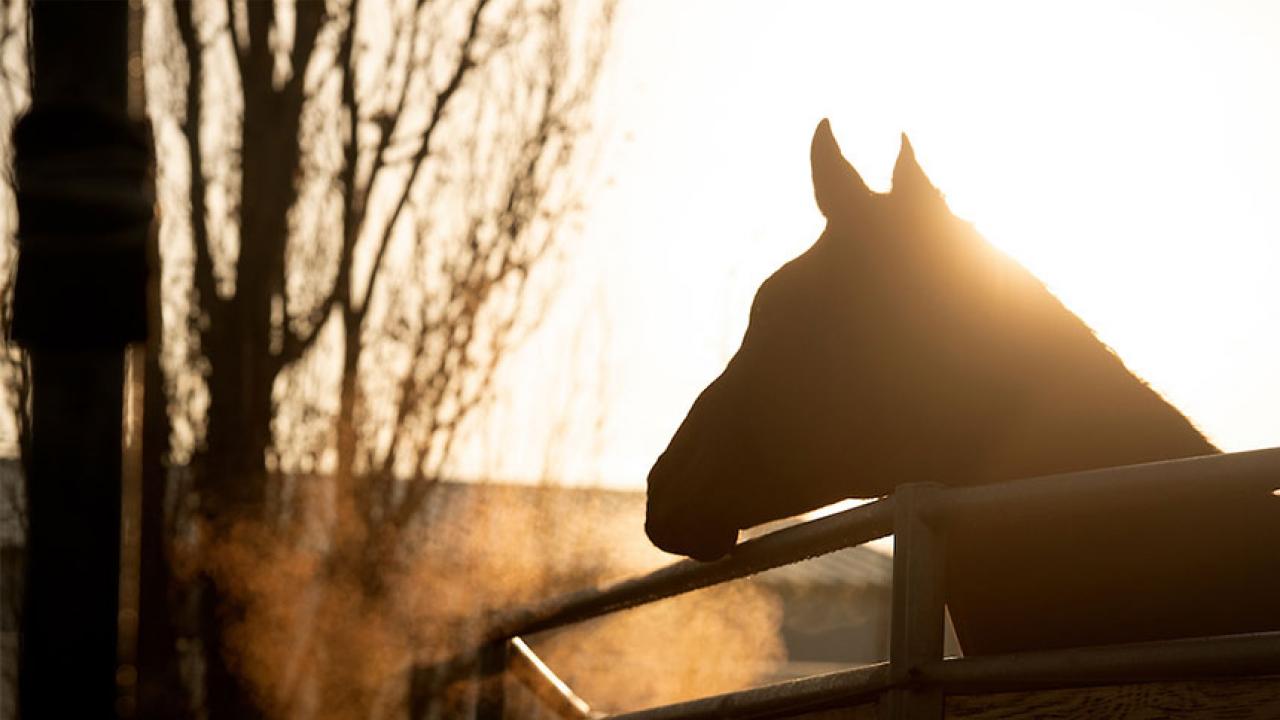 Silhouette of a horse's head and neck in morning light