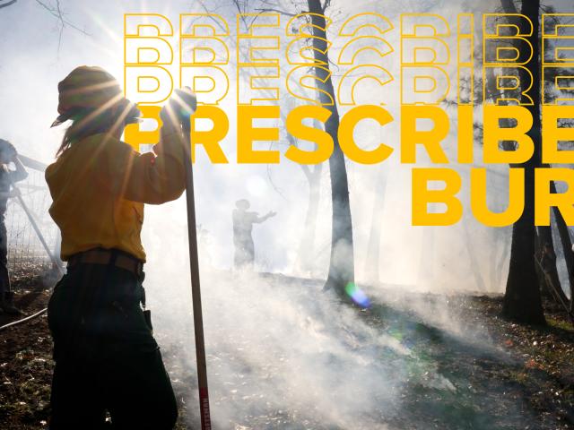 Woman in firefighting yellow shirt and hard hat holds hand to forehead against glare of sun and smoky woods during prescribed burn