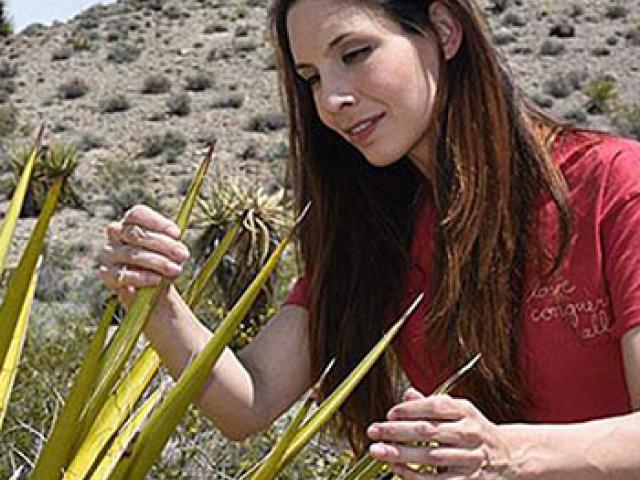 rebecca hernandez examines plants as part of her energy ecology work
