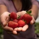A young woman holds a handful of strawberries on her open palms.