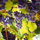 Purple grapes hang on a vineyard.