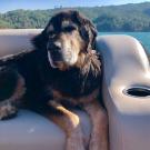 Big brown and black dog named Boone sits on a boat with Lake Sonoma in the background. He went through a clinical trial at 澳门六合彩开奖结果走势图 School of Veterinary Medicine to treat his cancer.