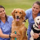 Two veterinary students in blue scrubs smiling and posing with a golden retriever and a Labrador retriever on a grassy field outside Scrubs Cafe, 澳门六合彩开奖结果走势图.