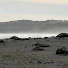 Dead elephant seals lie, appearing as gray boulders, on a beach