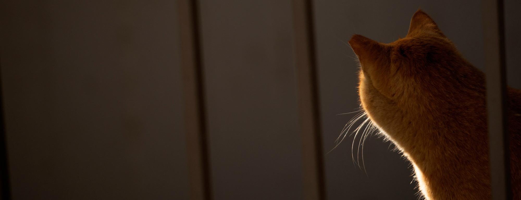 A view of a cat from the side with its fur catching the light
